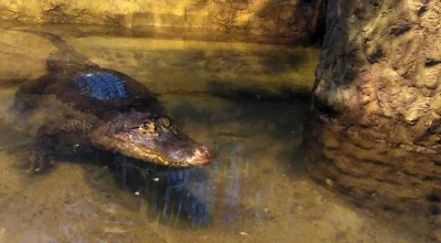 Influenza - W lipcu byłem w Płocku, stałem 2 godziny w kolejce do ZOO specjalnie żeby...