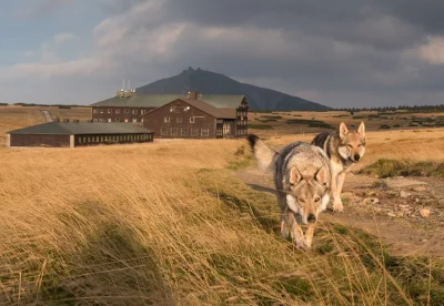 Zdarte_Podeszwy - Świetne ujęcia wilków, nie dzików, na stronie FB czeskiego schronis...