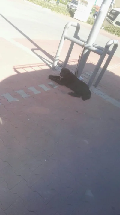 beretta_94 - Ludzie to #!$%@?, na srodku parkingu biedronki przywiazany czarny pies.....