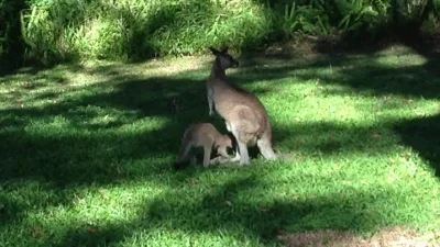 likk - chyba przestaje się mieścić 

#zwierzaczki #zwierzeta #kangury

http://i.i...