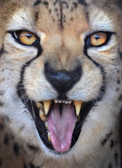 angelo_sodano - #vaticanoanimale #koty #gepard #zwierzeta