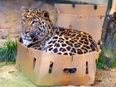 nacpanazielonka - @catch: a kto powiedział że dzikie nie lubią pudełek ( ͡° ͜ʖ ͡°)