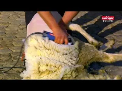 travis-bickle - Strzyżenie owcy
#dziwniesatysfakcjonujace #zwierzaczki #zwierzeta #f...