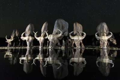 Nemezja - #zwierzeta #fotografia #dzikaprzyroda 
Stado bawołów afrykańskich przy wod...