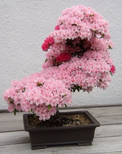 syjam007 - Wiśniowe drzewko bonsai.



#reddit #obrazek #kwiaty #niewiemjaktootagowac...