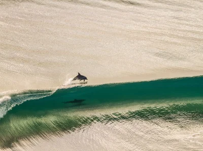 True1988 - #zwierzaczki #zwierzeta #ocean #delfiny #natura #zdjecia