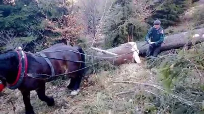 cevilo - Lol, zabawni idioci, koń idzie po ulicy z dorożką i ciągnie ze 100kg, strasz...