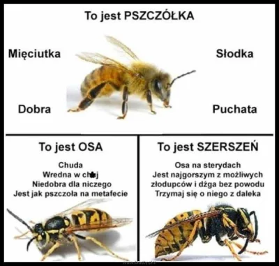 zakowskijan72 - Jak odróżnić pszczołę od osy i szerszenia: