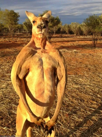 V.....a - @szopen: Największymi sebixami wśród zwierząt są kangury.
