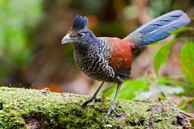 zaltar - Kukawka prążkowana (Neomorphus radiolosus) 

#ornitologia #ptaki #przyroda...