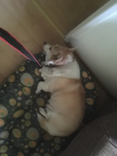 WypadlemZKajaka - @Mega_Smieszek: moj corgi robi tak samo ;)