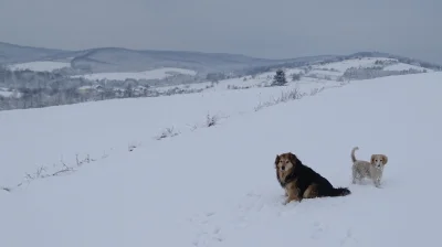 parys88 - Wrzucam zdjęcia z weekendowego spaceru z dogami, oprócz rufo, spaceruje rów...