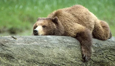 GodlessMike - @annlupin comfy Bear is a comfy Bear.