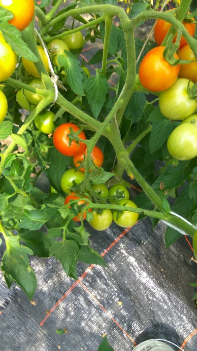potatowitheyes - #ogrodnictwo #pomidory
( ͡º ͜ʖ͡º)
