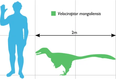 GraveDigger - @miguelpl90: Prawdziwa wielkość velociraptora :)