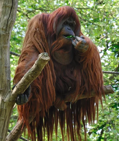 Migfirefox - KUP SOBIE, #!$%@?, ORANGUTANA! Tak, #!$%@?, owłosionego orangutana, nie ...