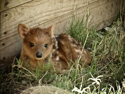 KaczuszkaSpodDzbanuszka - #zwierzaczki #pudu