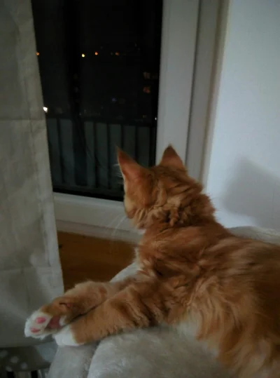 CurlyHairGirl - Kitku ma #heheszki z psów i sobie podziwia przez okno fajerwerki (✌ ﾟ...