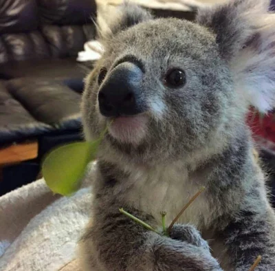 Najzajebistszy - Koalowej soboty. ʕ•ᴥ•ʔ

#koalowabojowka #zwierzaczki #koala