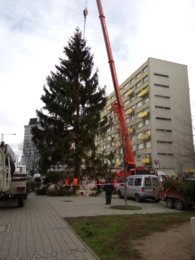 droptable - SKANDAL, KRADZIEŻ W BIAŁY DZIEŃ! 
Wycinają drzewo przy placu Grunwaldzkim...