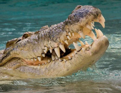 GraveDigger - Aligator taki piękny <3
#zwierzaczki #gady