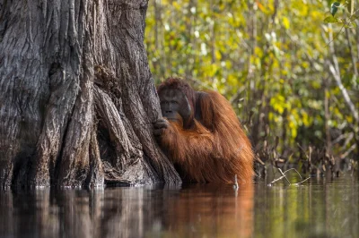 GraveDigger - Niesamowite zdjęcie orangutana.
#zwierzaczki #fotografia