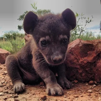 GraveDigger - #dziendobry mircy.
Dziś pozdrawia was malutka hiena.
#zwierzaczki