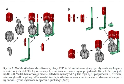 bioslawek - Montaż syntazy ATP jest serią ściśle określonych sekwencji zdarzeń.

Sk...