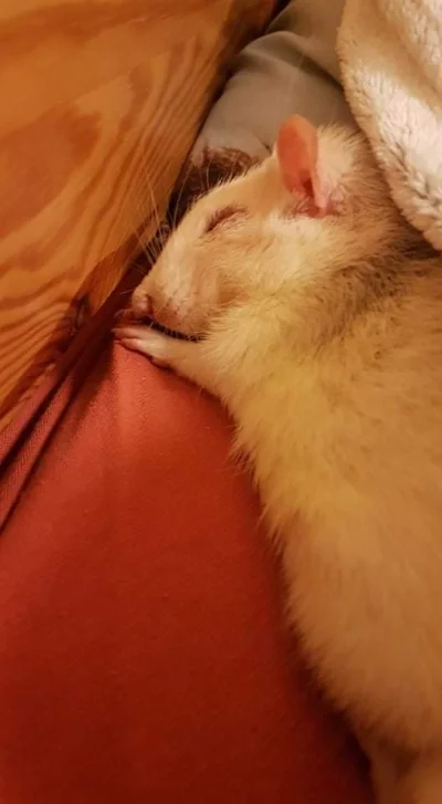 ruda_stuleja - Stary szczurek mocno śpi...
SPOILER