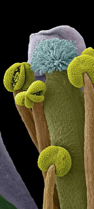 dodoodooo - W środku kwiatka. pod mikroskopem
#mikroskop #nauka
