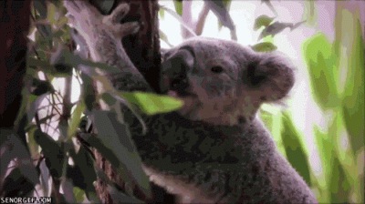 kolakao - #koala #gif #kolakaotospamer