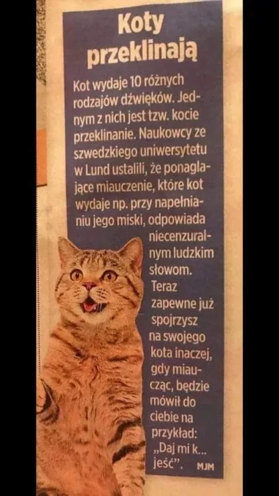 Lutniczek - #kitku #kot #koty