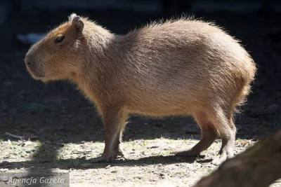 T.....A - @CzlowiekMagnetowid: może kapibara? największy gryzoń ʕ•ᴥ•ʔ