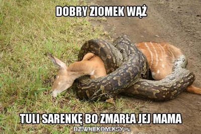 Orzel - Rzadkie ujęcie przyjaźni w przyrodzie 

#zwierzaczki #ciekawostki #humorobr...