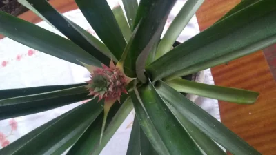 wodniczeek - 1,2,3 ananas patrzy #natura #ananas #rosliny