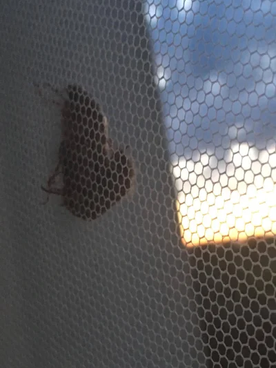 wolnystrzelec - @NoLife_: tylko uważaj bo moskitiera to dobre miejsce dla robaków do ...