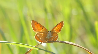 f.....z - Takie zdjęcie poczyniłe 
#fotografia #natura