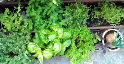 adam-kaszeba - Mój balkonowy ogródek ziołowy. Cebula oczywiście obowiązkowo ( ͡º ͜ʖ͡º...