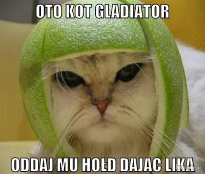 mateo9311 - #heheszki #humorobrazkowy #humor #koty