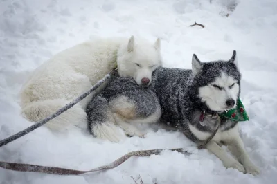 PiewcaPozogi - #husky