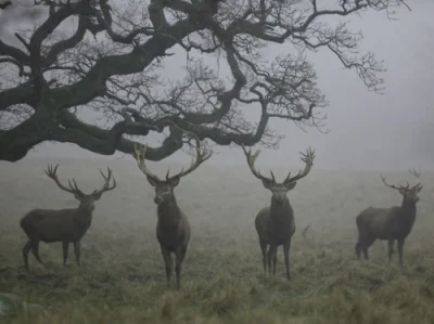 C.....n - #darkforest #deer #heptagram #skandynawskie