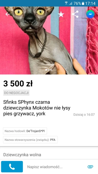 Ne0NeK - Kręcimy małysza? 
#olx#nie#kot#nie#łysy#pies