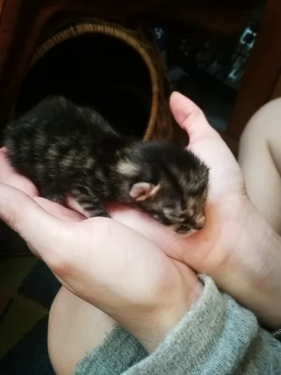 KarLak - @Kaplanka Ten koteł wabi się Masha i 5 dni temu urodziła 5 kociaków - drugi ...