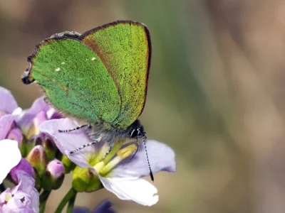 M.....k - #modraszeknadzis 

Callophrys rubi – Zieleńczyk ostrężyniec

Wiosenny o...