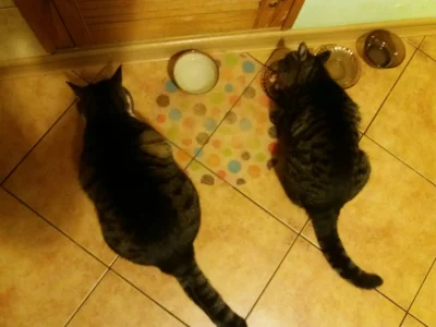kizi - Moje szczurki jedzą kolację. A Wasze już zjadły? 
#pokazkota #koty #kot #zwier...