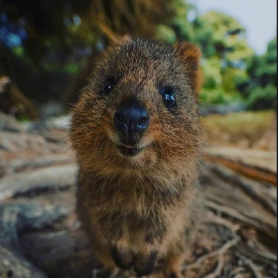 mfek00 - Dzień dobry ʕ•ᴥ•ʔ
#quokka #quokkanadzis #zwierzaczki