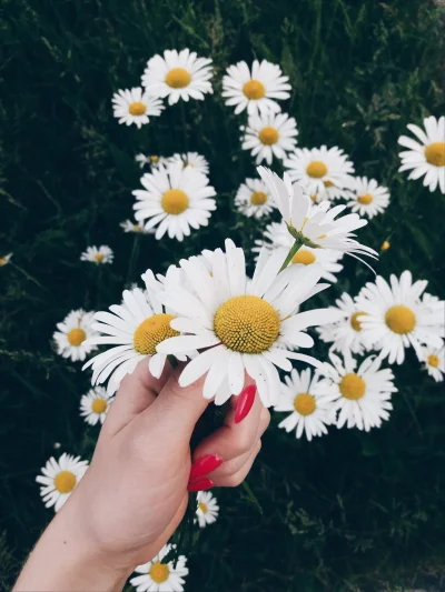 cytmirka - Mała porcja kwiatuszków na poprawę humoru ʕ•ᴥ•ʔ Kto lubi kwiatuszki łapka ...