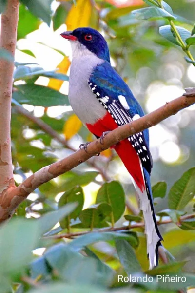 Lifelike - Pilik czerwonodzioby (Priotelus temnurus)
Gatunek ptaków z rodziny trogon...