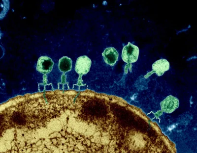 myrmekochoria - Na fotografii bakteriofagi atakujące bakterię (nie jestem do końca pe...
