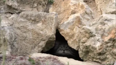 Koleandra - A "Inny" manul też oczekiwał piątku :D